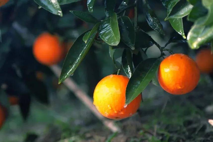 人妻内射一区二区在线视频