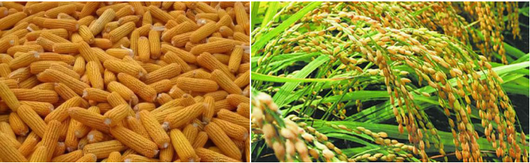 人妻内射一区二区在线视频